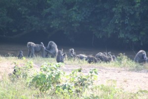 Picnicing Baboons
