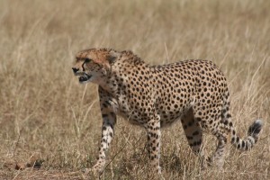 Mummy Cheetah